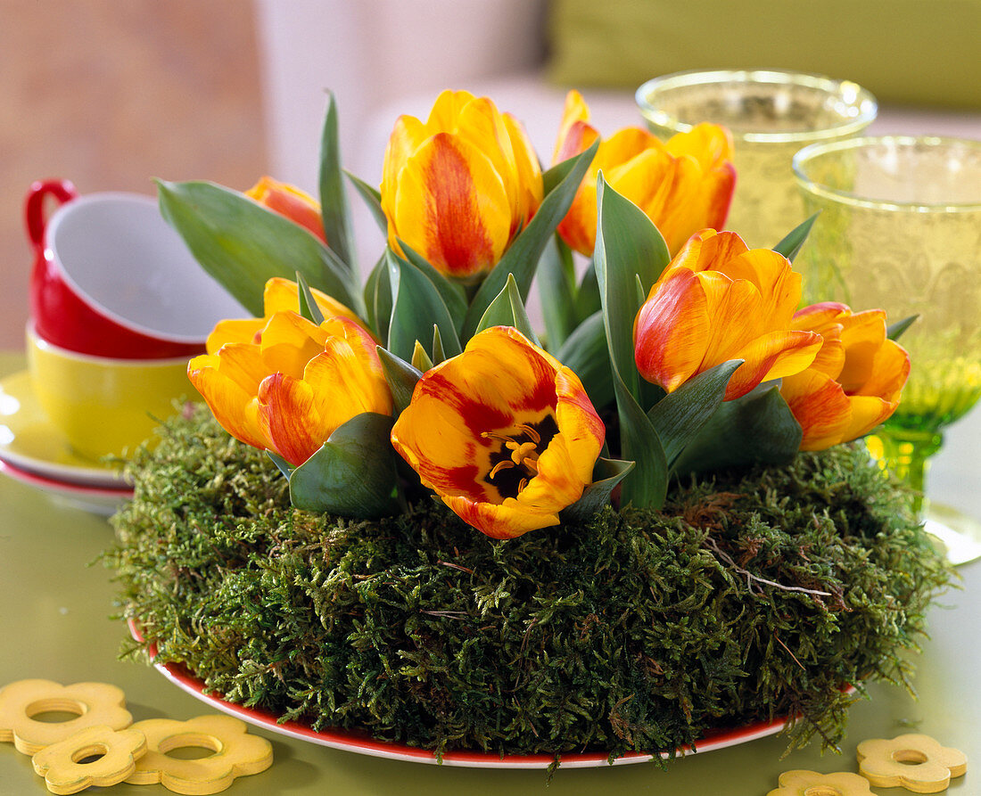 Tulipa 'Flair' (tulip) in a moss ring