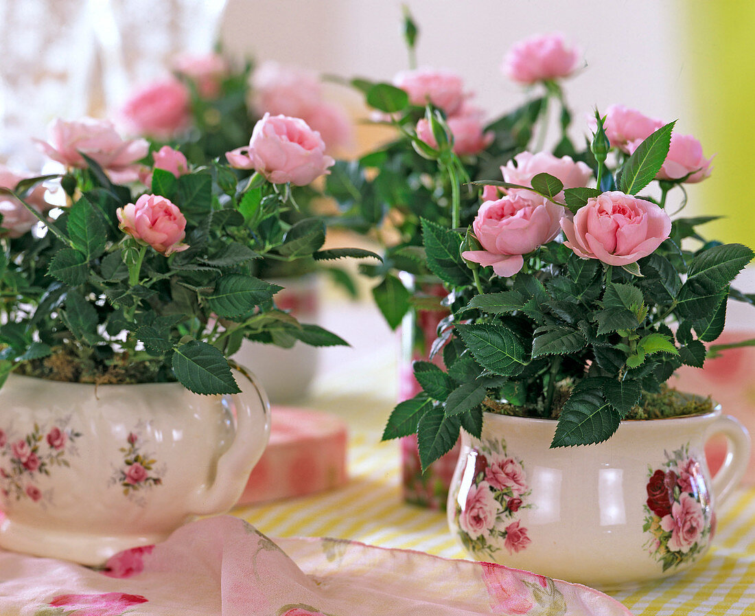 Rose chinese (mini-potted frogs) in rose cups