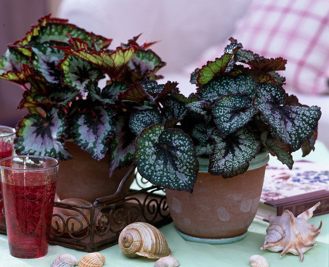 Begonia 'Merry Christmas' and 'Lucky Colors' (Rex Begonia)