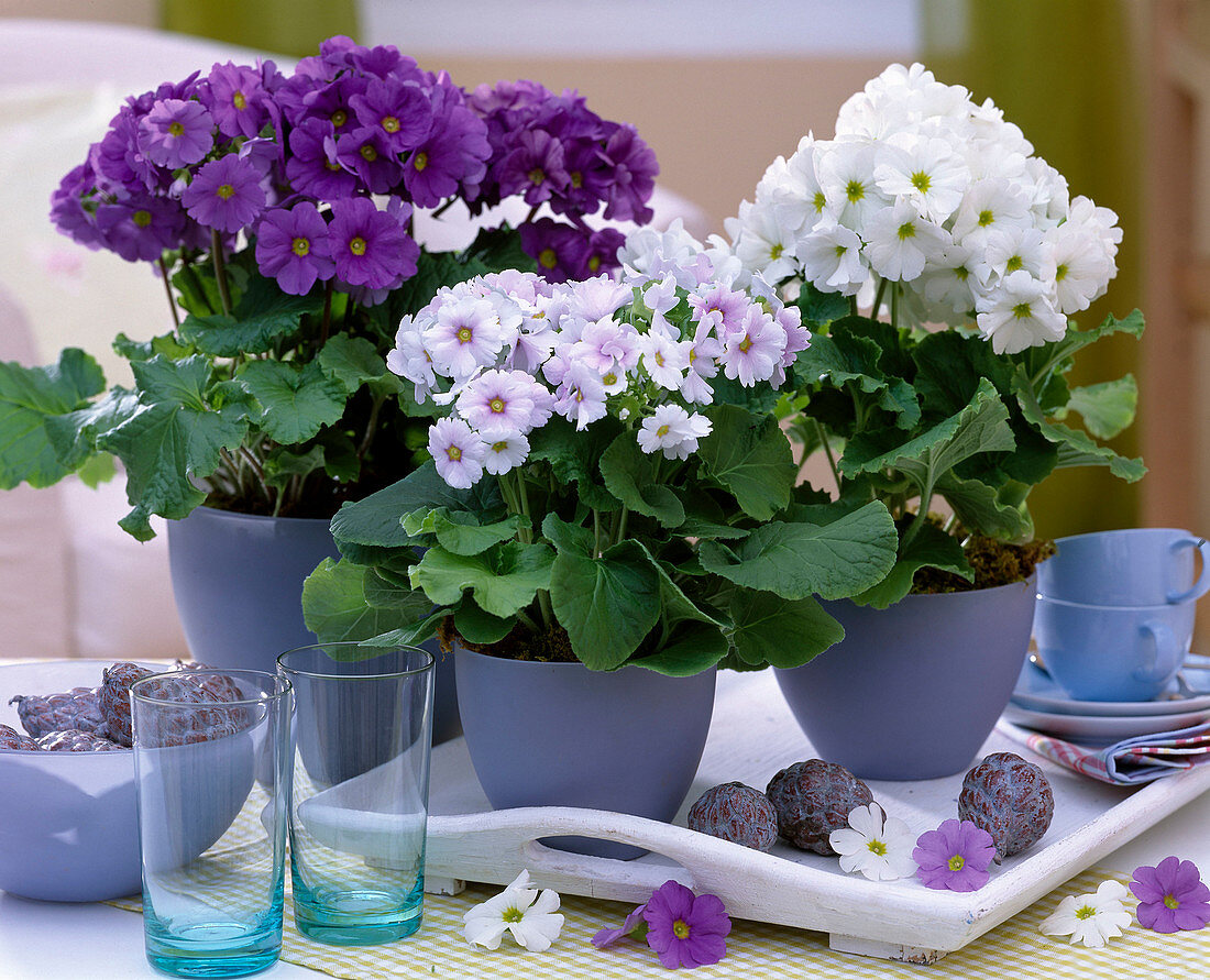Primula obonica (cup primrose) in blue pots