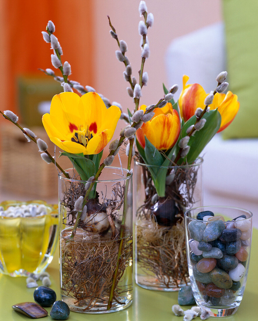Tulipa 'Flair'/ Tulpen, Wurzeln ausgewaschen und in Gläser