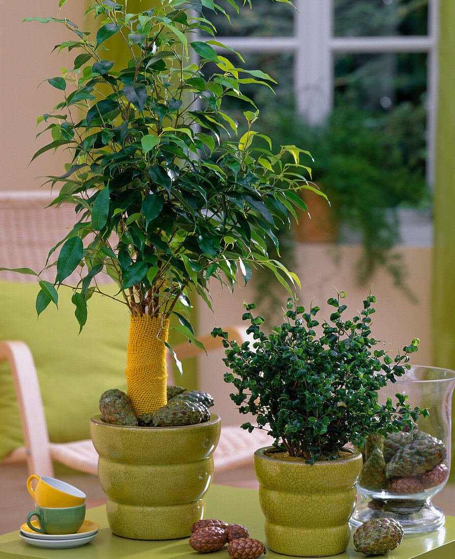 Ficus benjamina 'Barok' und 'Exotica'/ Gummibäume,