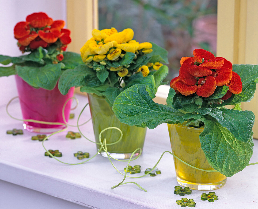 Calceolaria x herbeohybrida (slipper flowers in colorful glasses