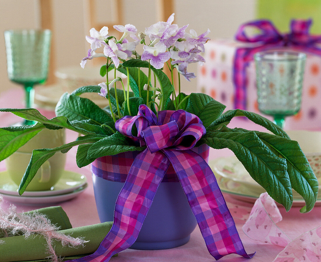 Streptocarpus 'Marleen' / Drehfrucht in lila Topf