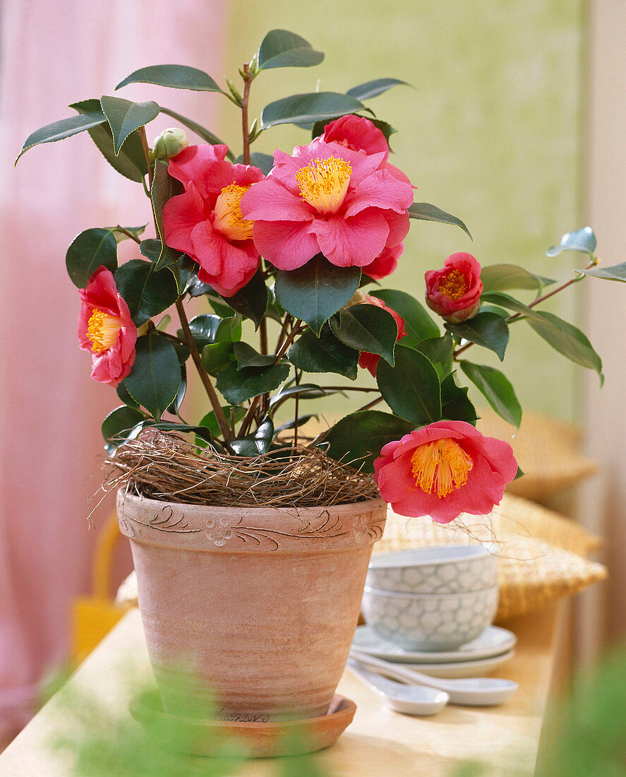 Camellia 'Barbara Morgan' (Camellia)