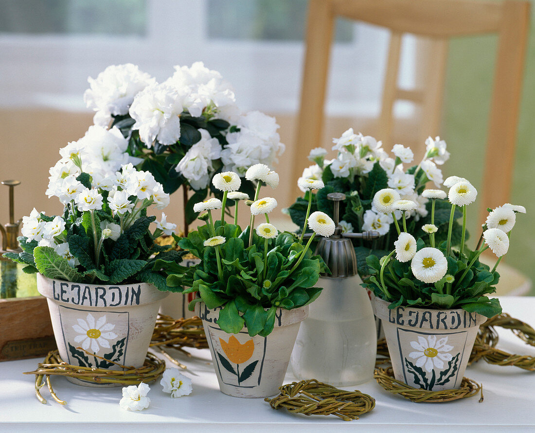 Bellis 'Tasso' white (daisy), Primula 'Dawn Ansell'