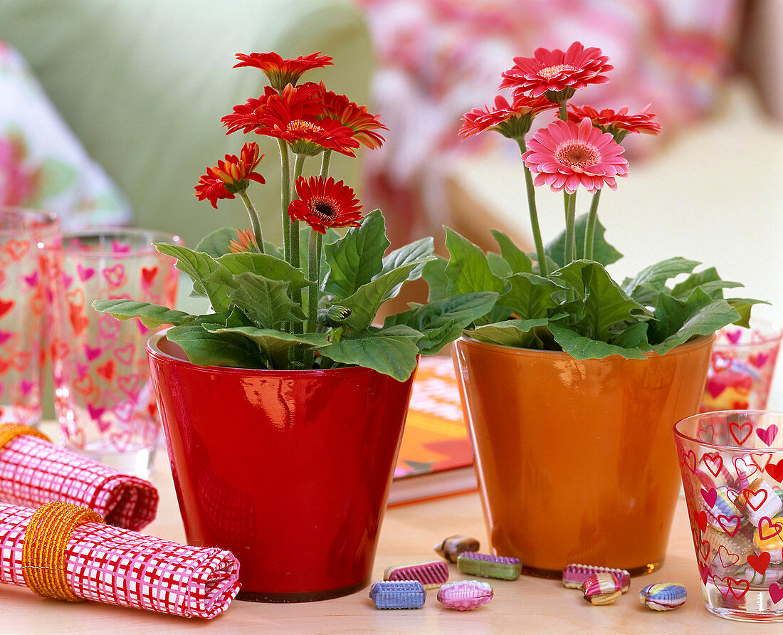 Gerbera in orange und roten Glastöpfen