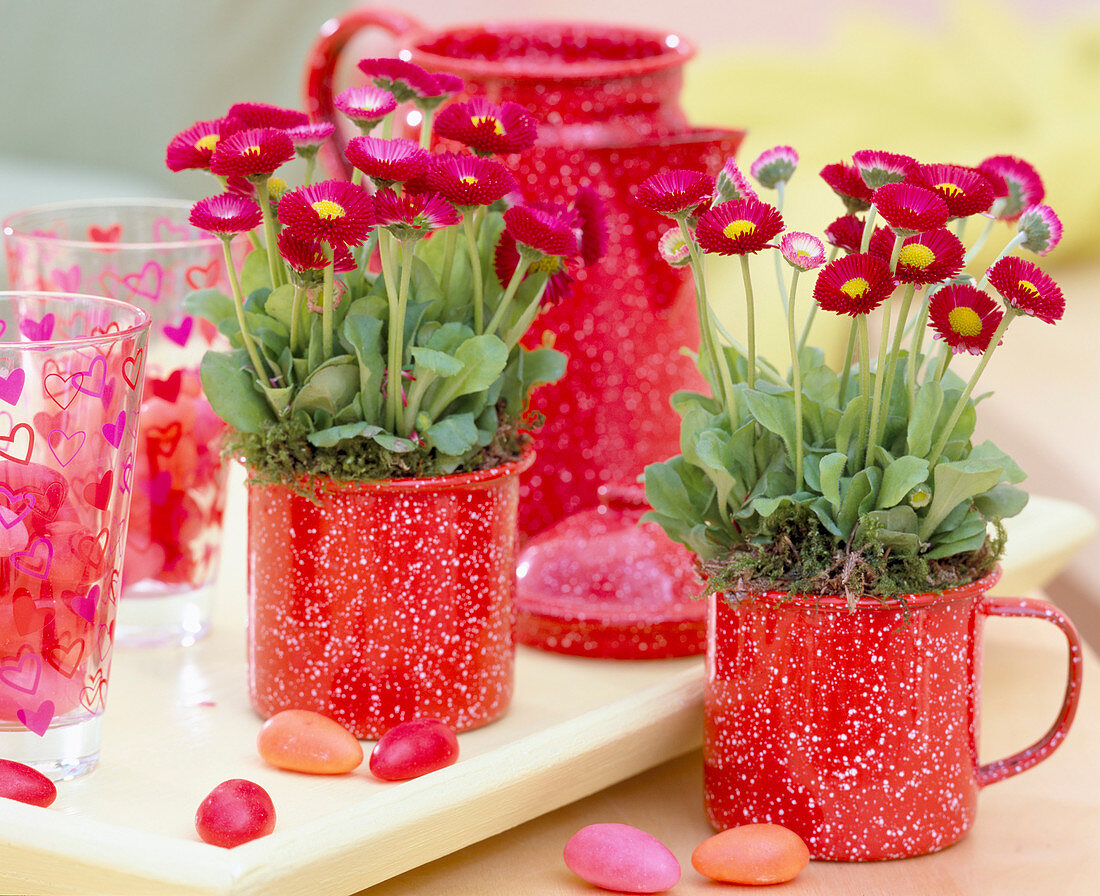 Bellis (daisies) in red-white tin cups