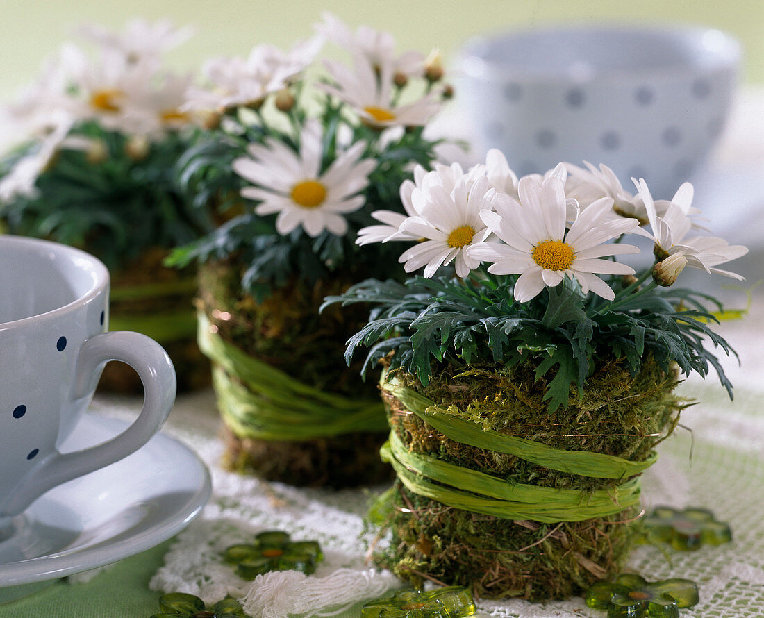 Argyranthemum frutescens, as a table decoration