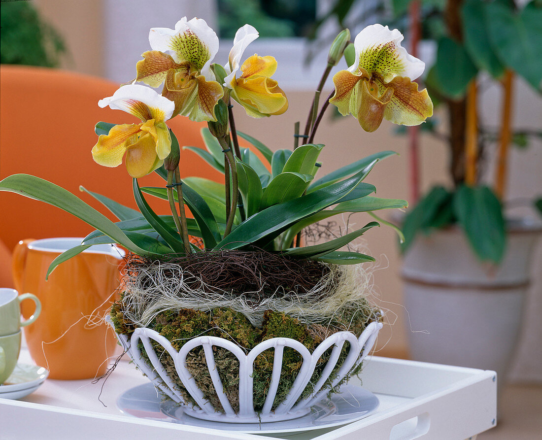 Paphiopedilum (Lady's slipper orchid) with wirevine tendril wreath