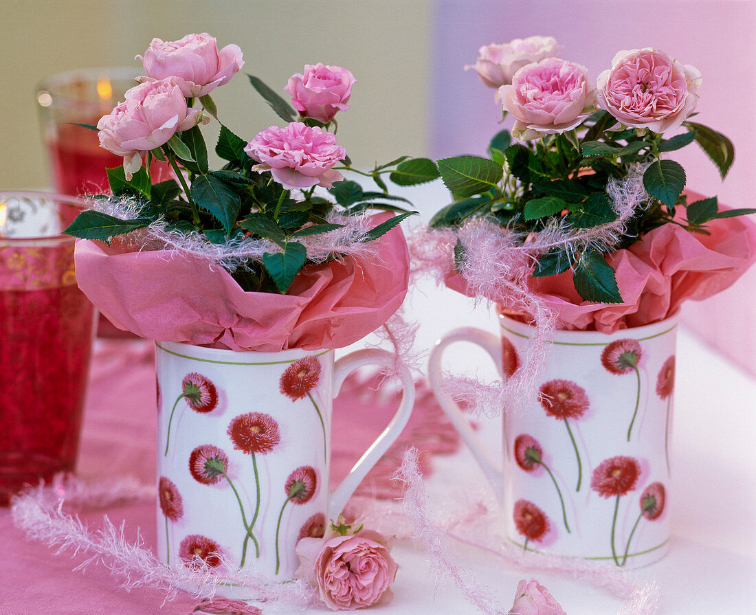 Rosa chinensis / Topfröschen mit rosa Seidenpapier