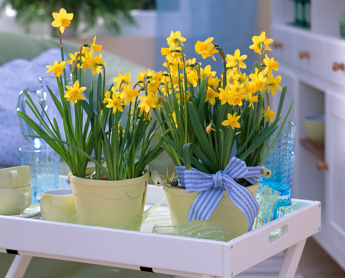 Narcissus 'Tete A Tete' (Daffodil) in yellow Spatopf