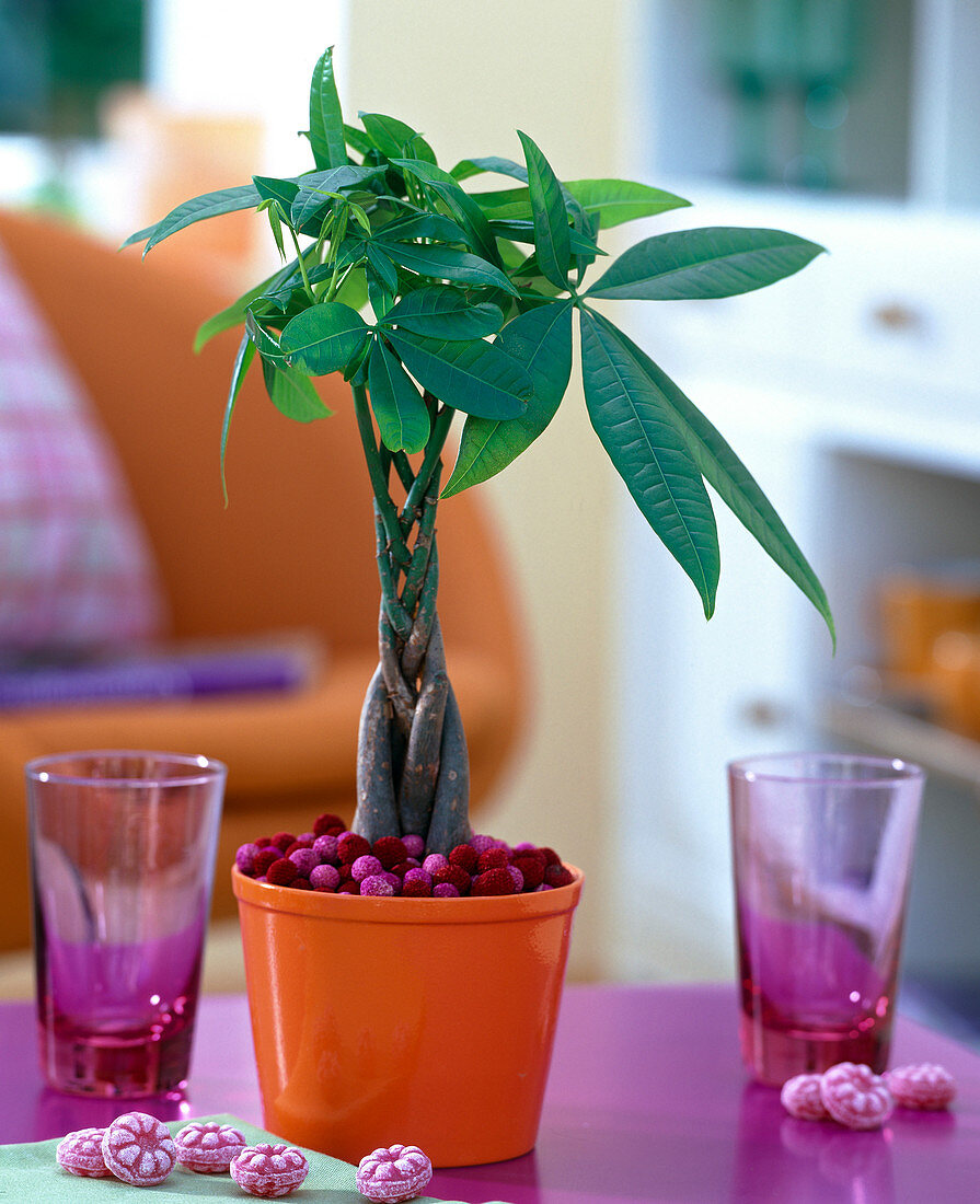 Pachira aquatica in orange pot