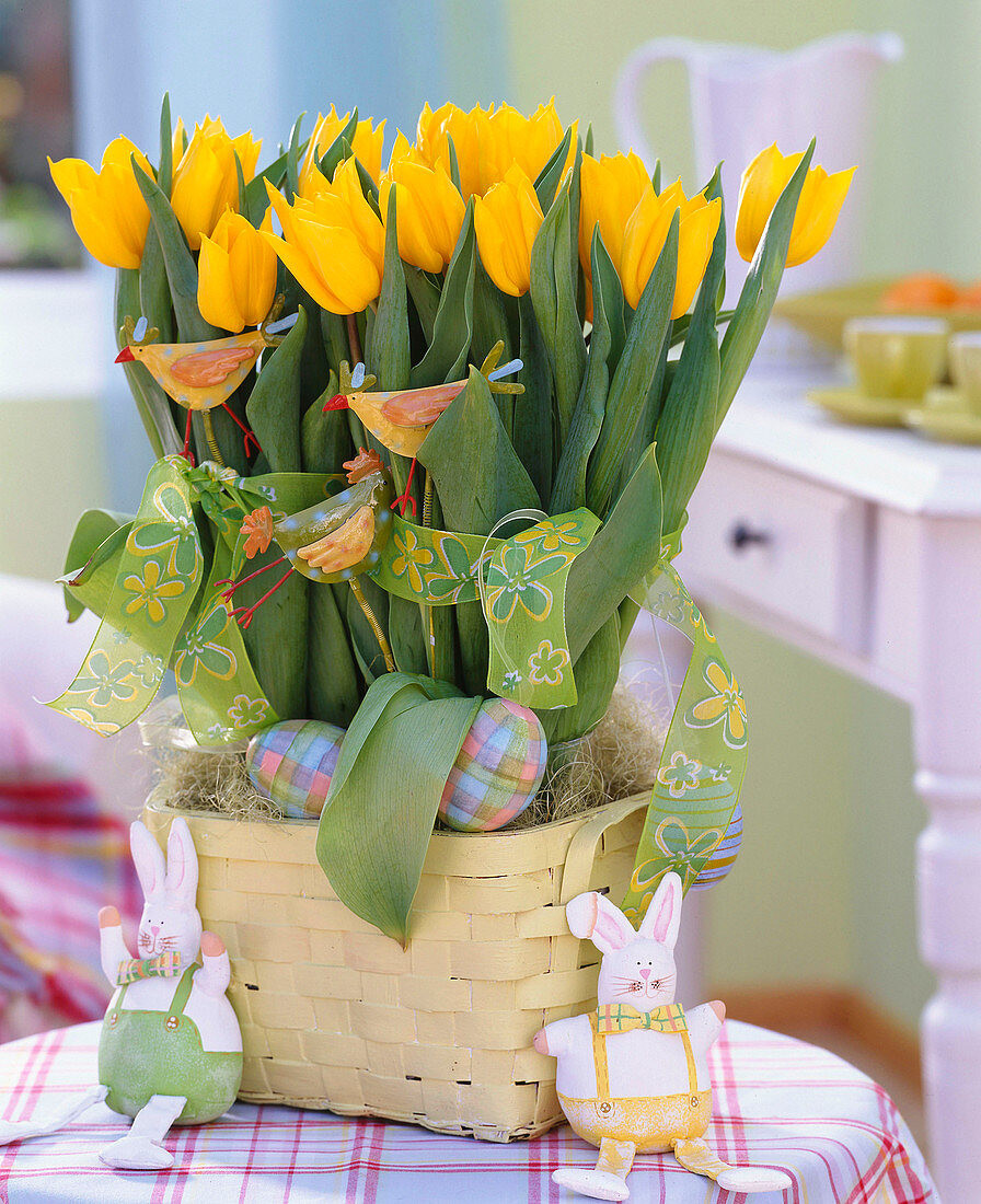 Tulipa 'Golden Parade' / Tulpen mit Sisalwolle in Spankörbchen.