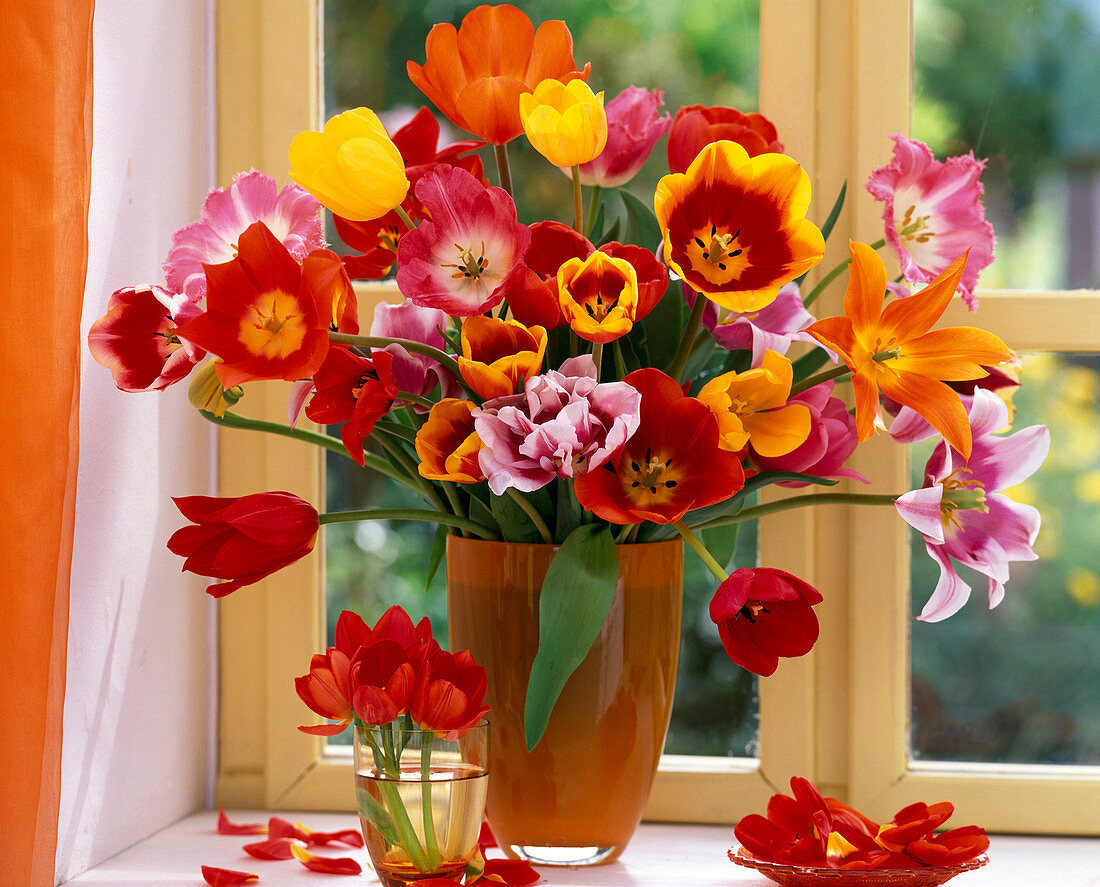Tulipa / gemischter Tulpenstrauß in Glasvase am Fenster