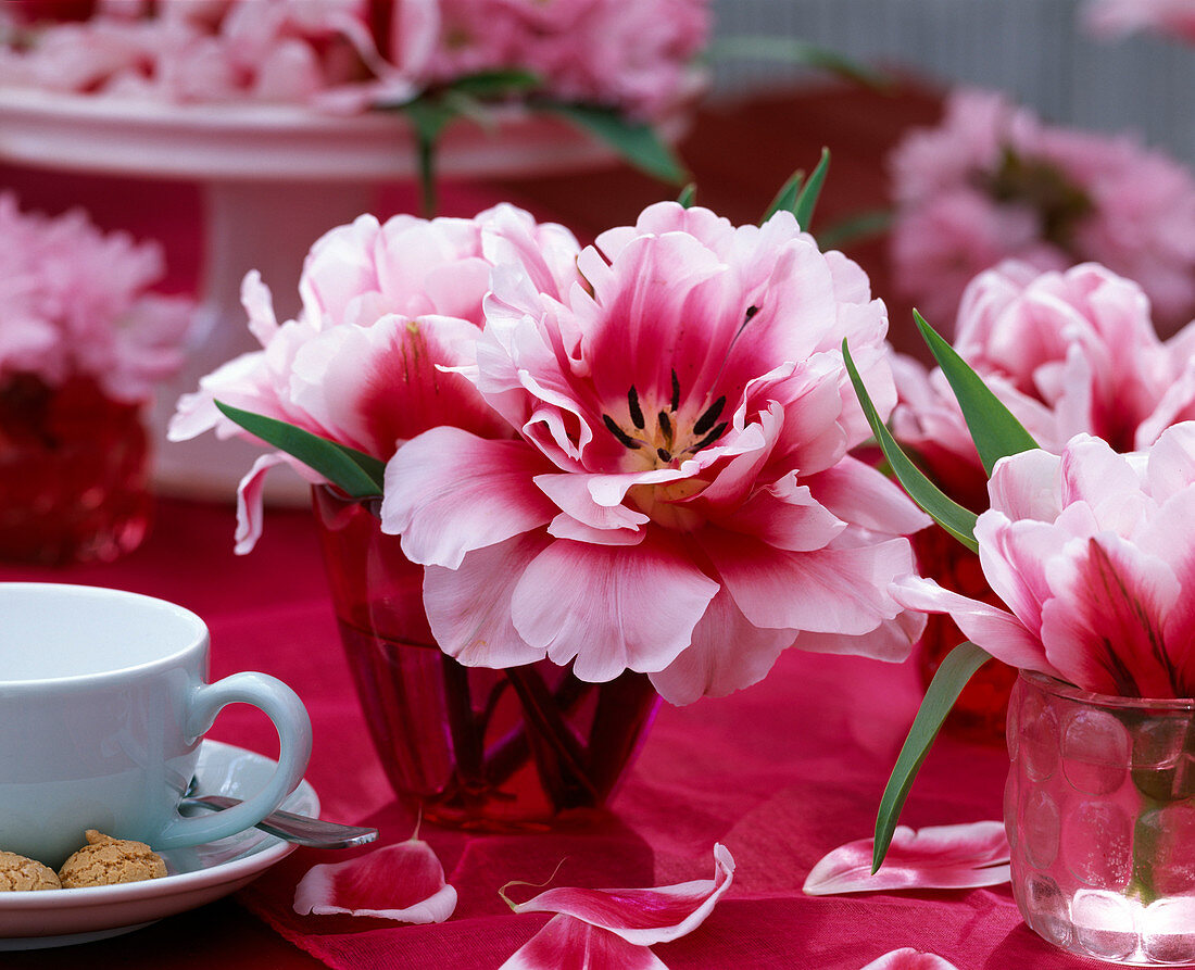 Tulipa 'Wirosa' (blooming, red and white tulip)