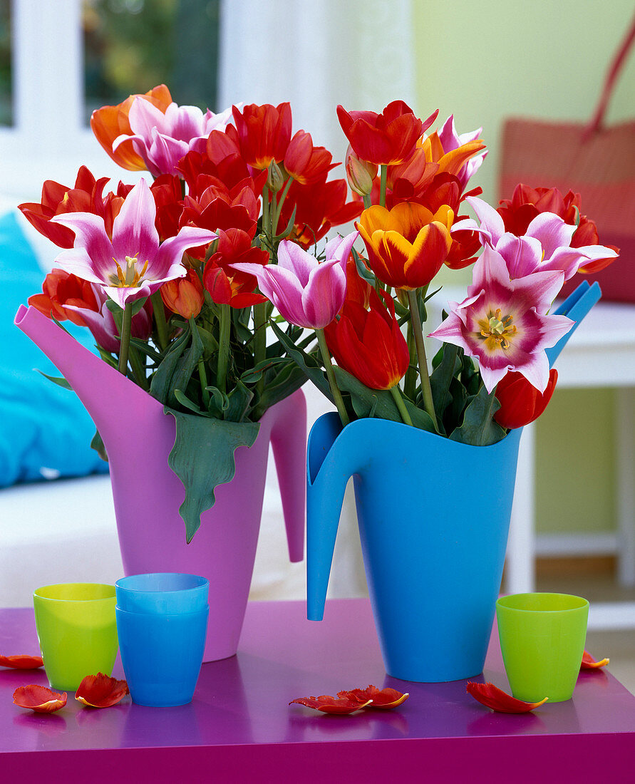 Tulipa / Tulpen in Plastikgießkannen (blau u. pink)