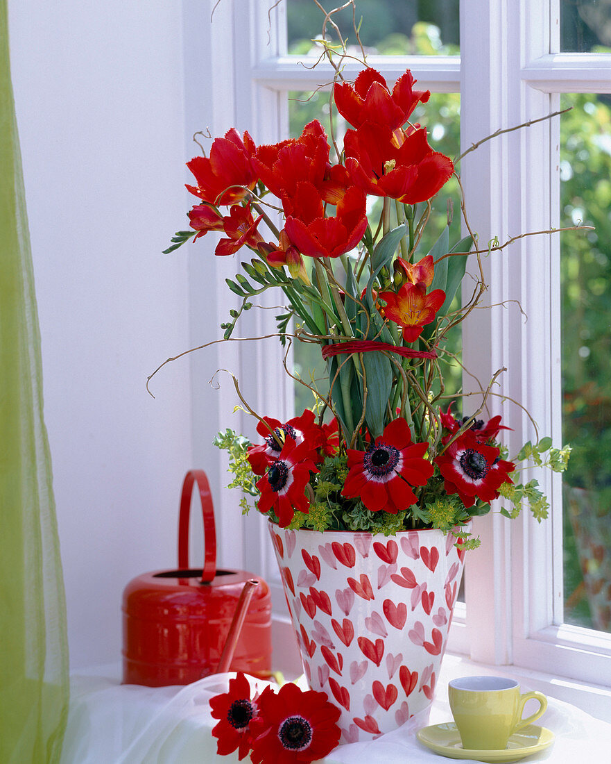 Tulipa 'Crispa' (tulip), Freesia 'Orangina' (freesia), anemone