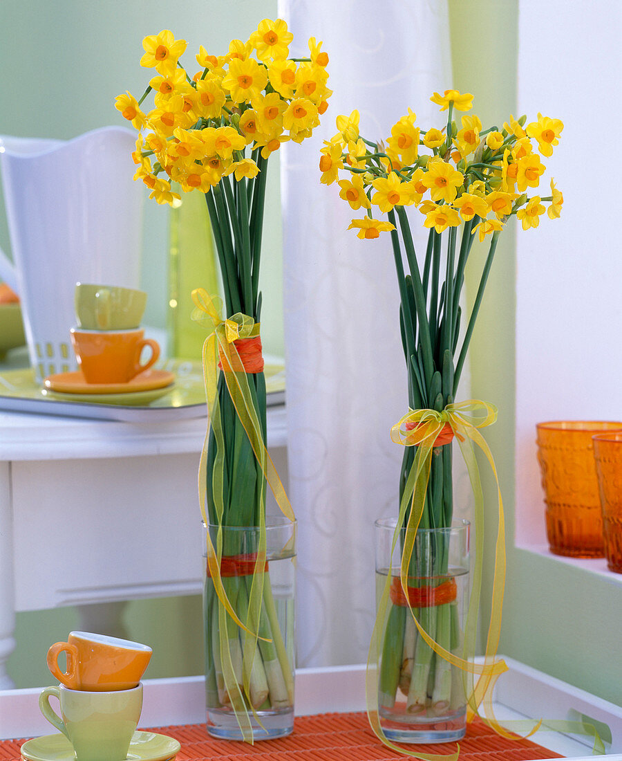 Narcissus jonquilla 'Martinette' (many-flowered dwarf daffodil)