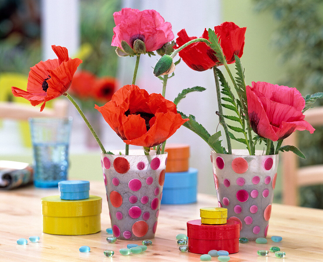 Papaver orientale (perennial poppy) in point cups, colorful paper cans