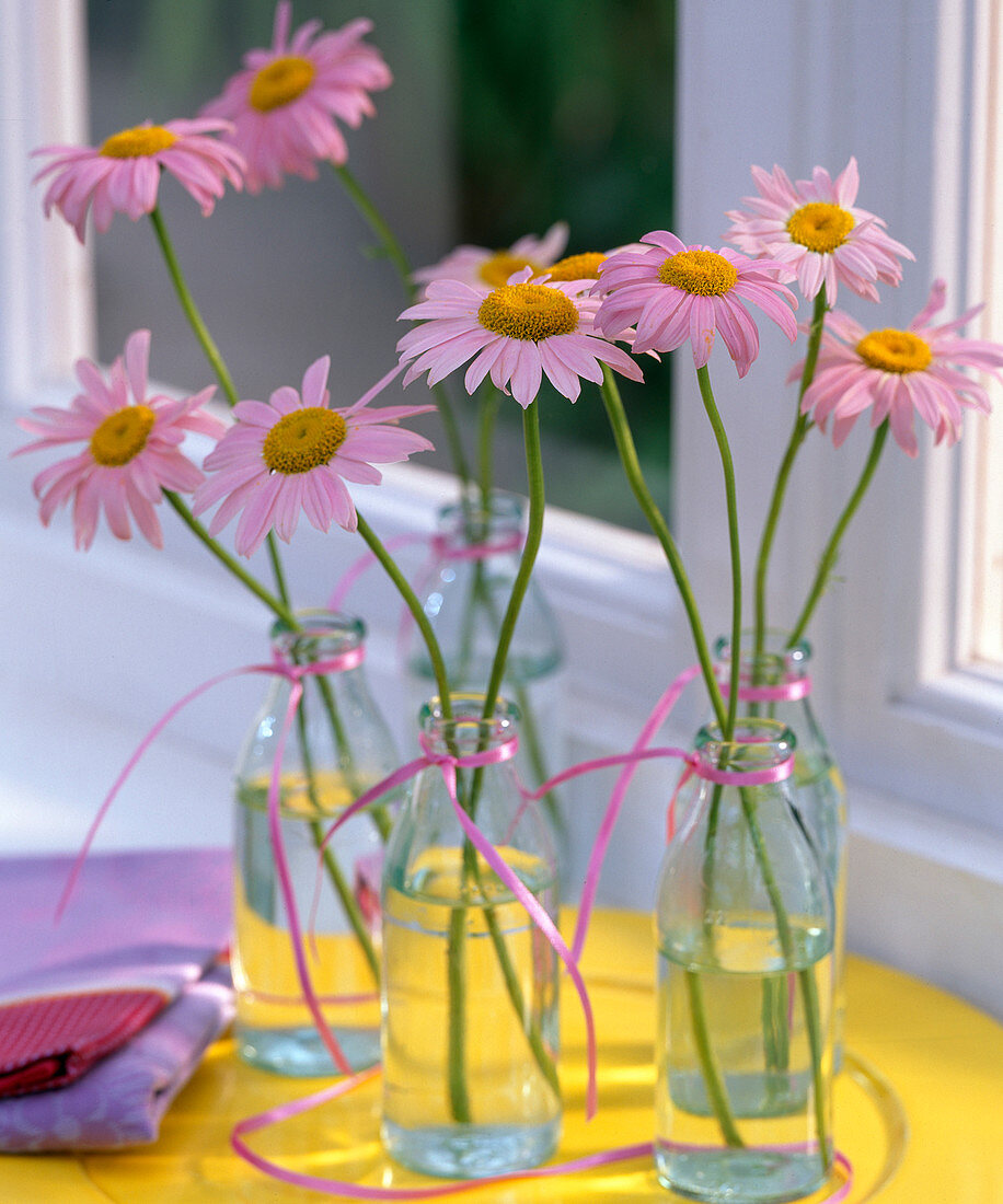 Chrysanthemum coccineum 'E.M.Robinson' / Bunte Margerite in kleinen Glasflaschen