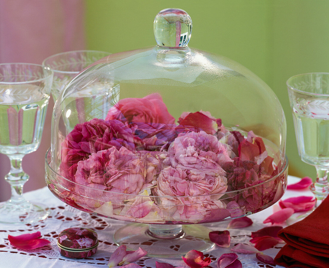 Rosa / Blüten von historischen Rosen unter Glasglocke