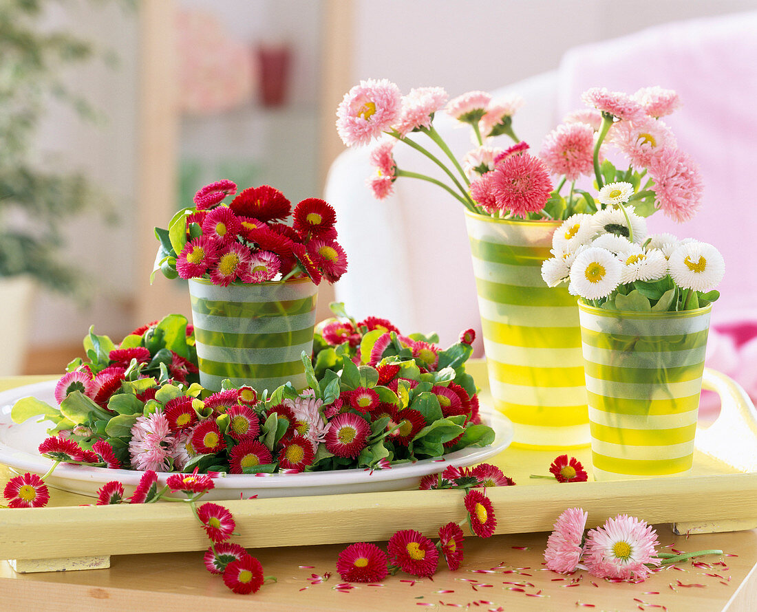 Bellis (daisies) in red, pink and white