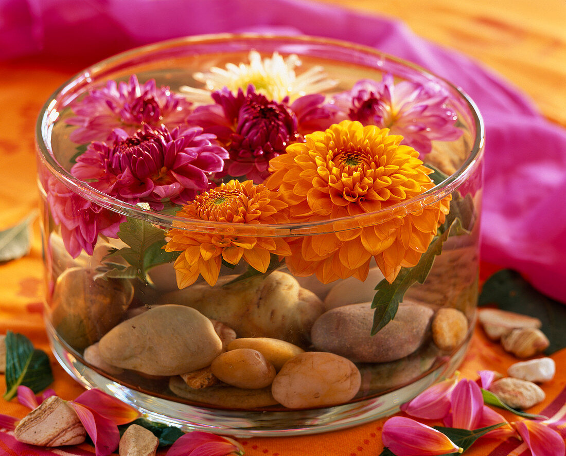 Dahlia, flowers in the water, pebbles