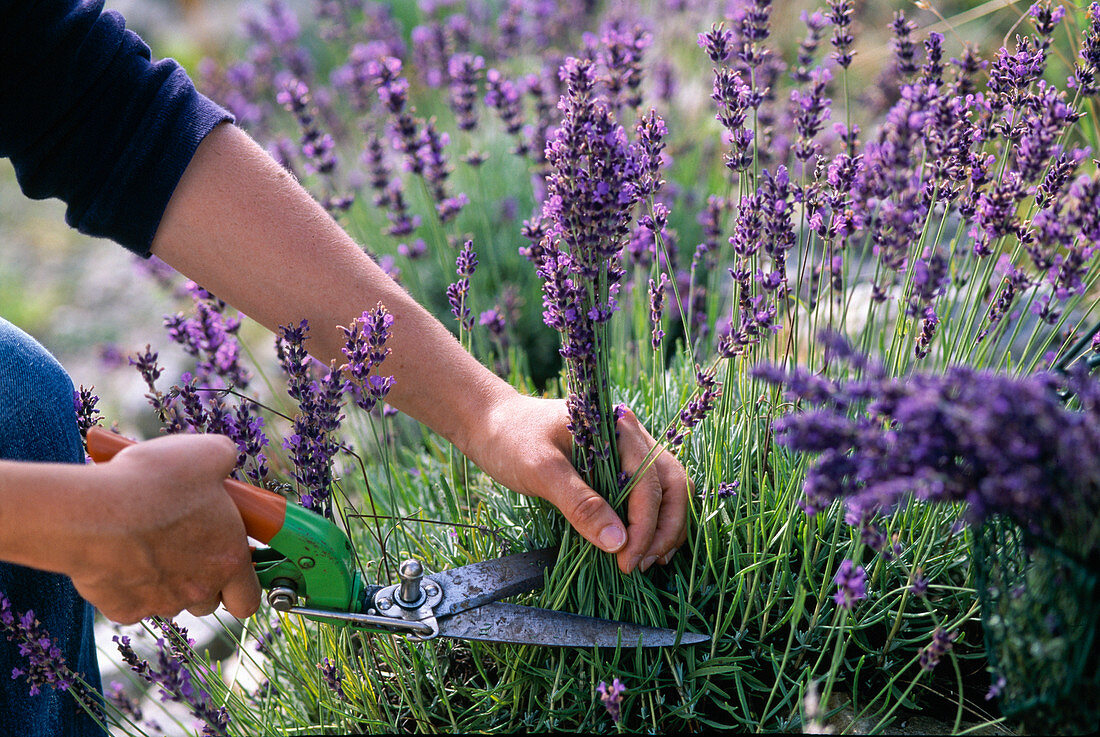 Lavendelernte: Lavandula / Lavendel zum trocknen in voller Blüte