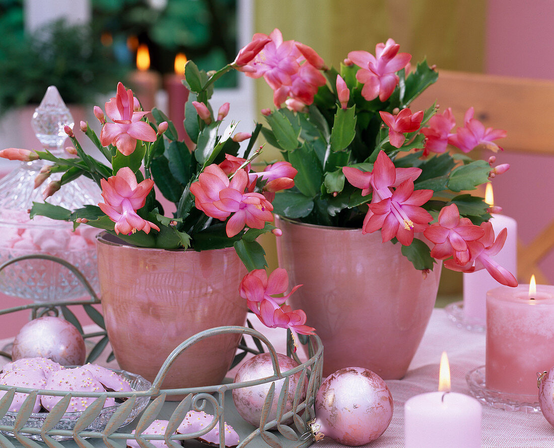 Schlumbergera 'Beach Dancer' Christmas cactus, pink candles, pink balls