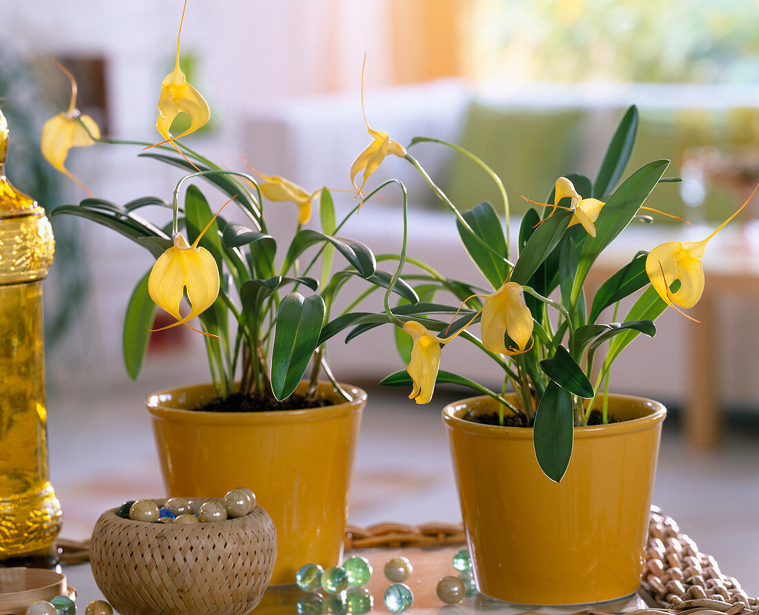 Masdevallia (orchid) in yellow pots, glass balls