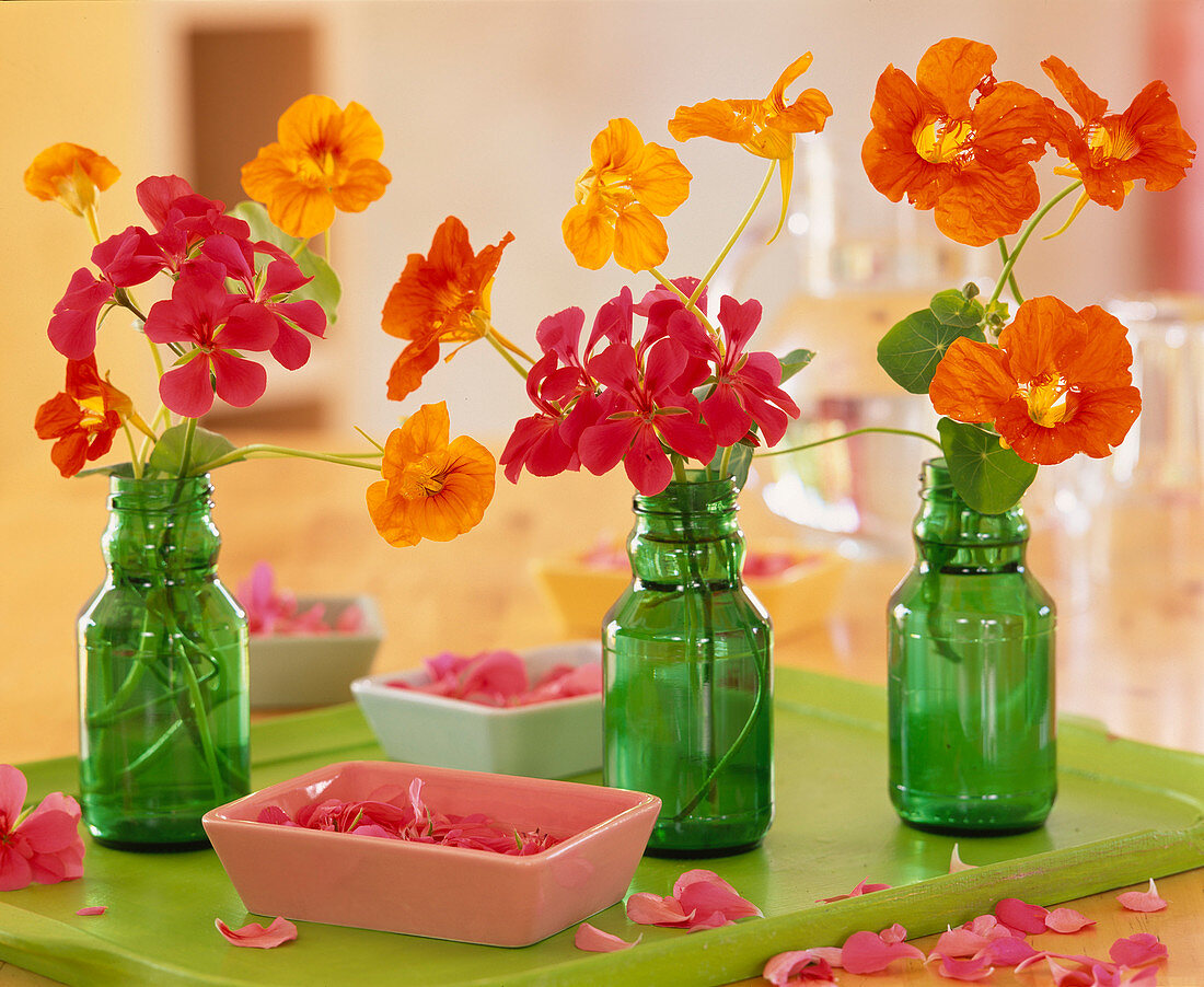 Tropaeolum / Kapuzinerkresse, Pelargonium / Geranienblüten in grünen Flaschen