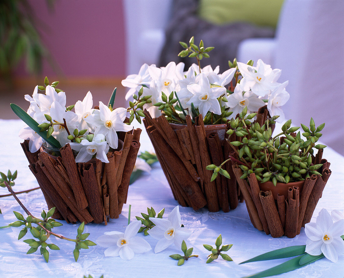 Clay pots covered with cinnamon sticks, Narcissus 'Ziva' Tazett daffodils, Eucalyptus