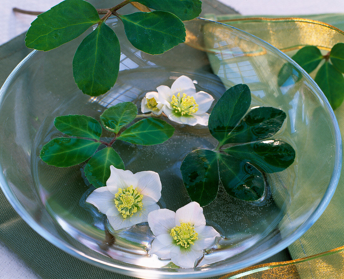 Helleborus niger hellebore flowers and leaves floating in glass bowl