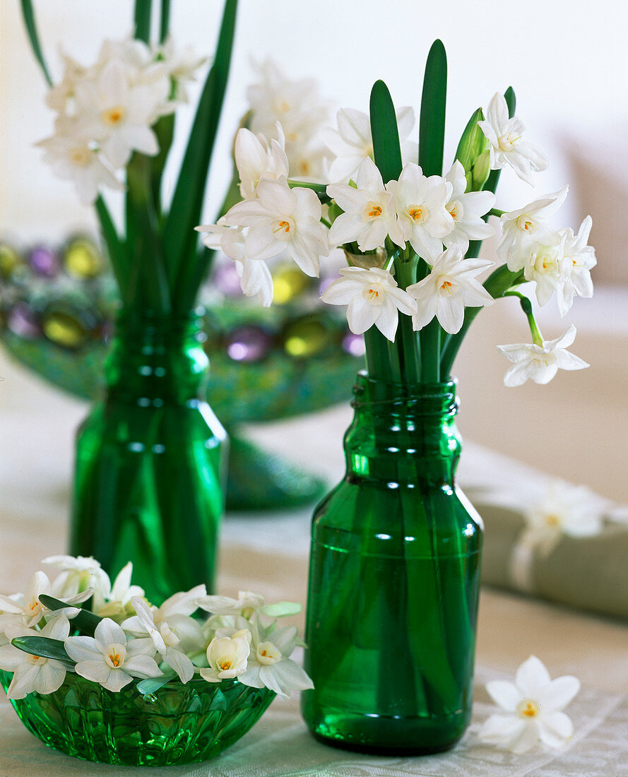 Narcissus 'Ziva' / Tazett-Narzissen in grünen Flaschen und grüner Schale