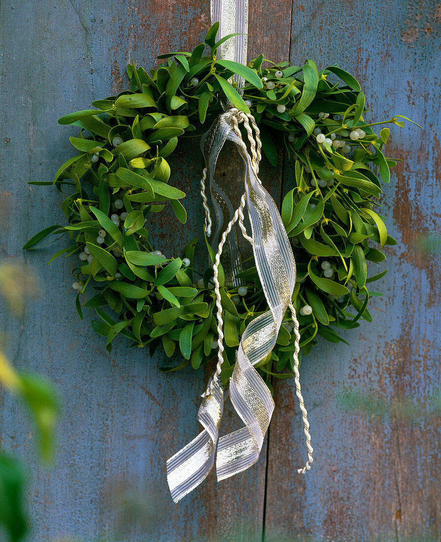 Viscum album (mistletoe) wreath decorated with white-gold ribbons and hung up