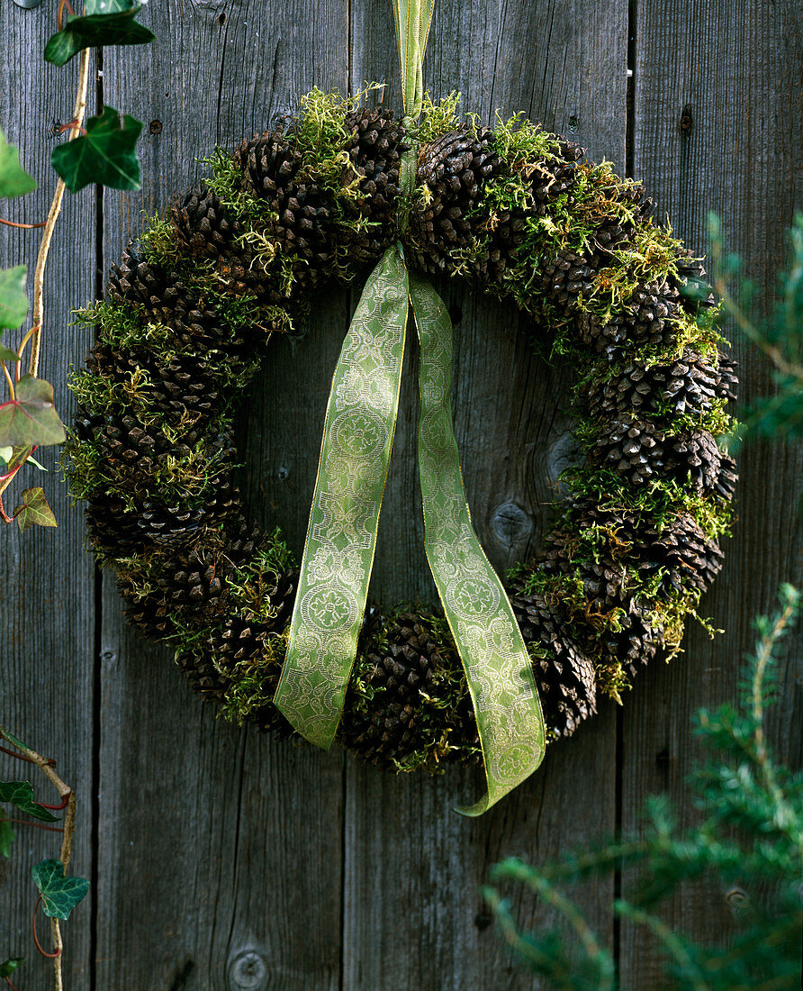 Pinus, wreath of pine cones and moss