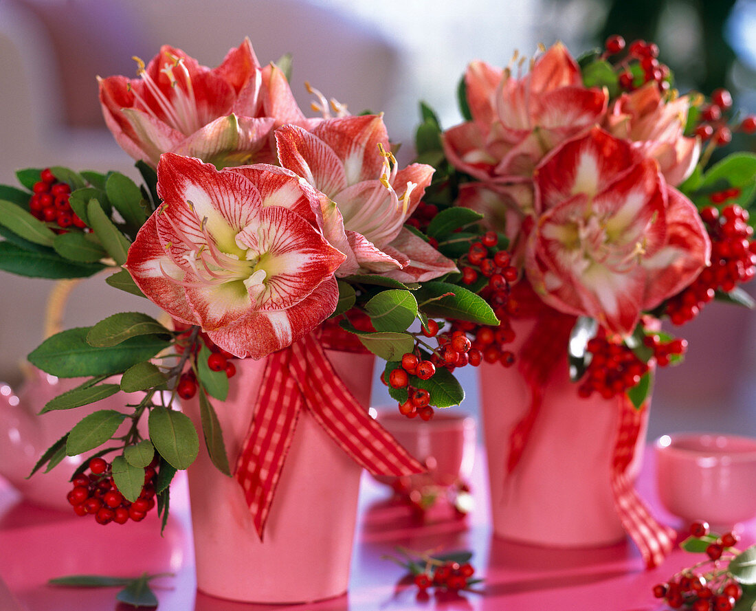 Hippeastrum 'Minerva', Photinia in pink vases