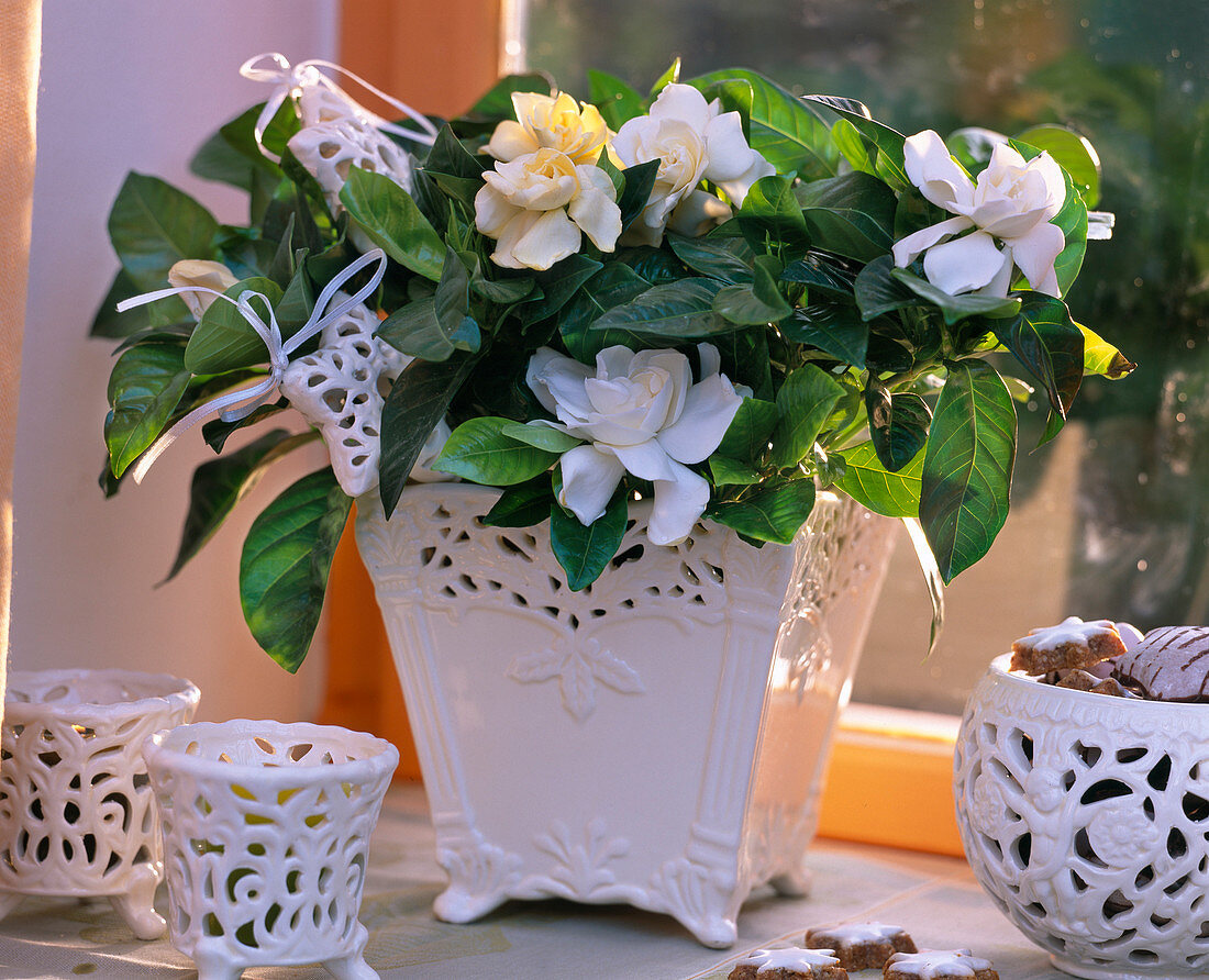 Gardenia jasminoides (gardenia), white ceramic pot