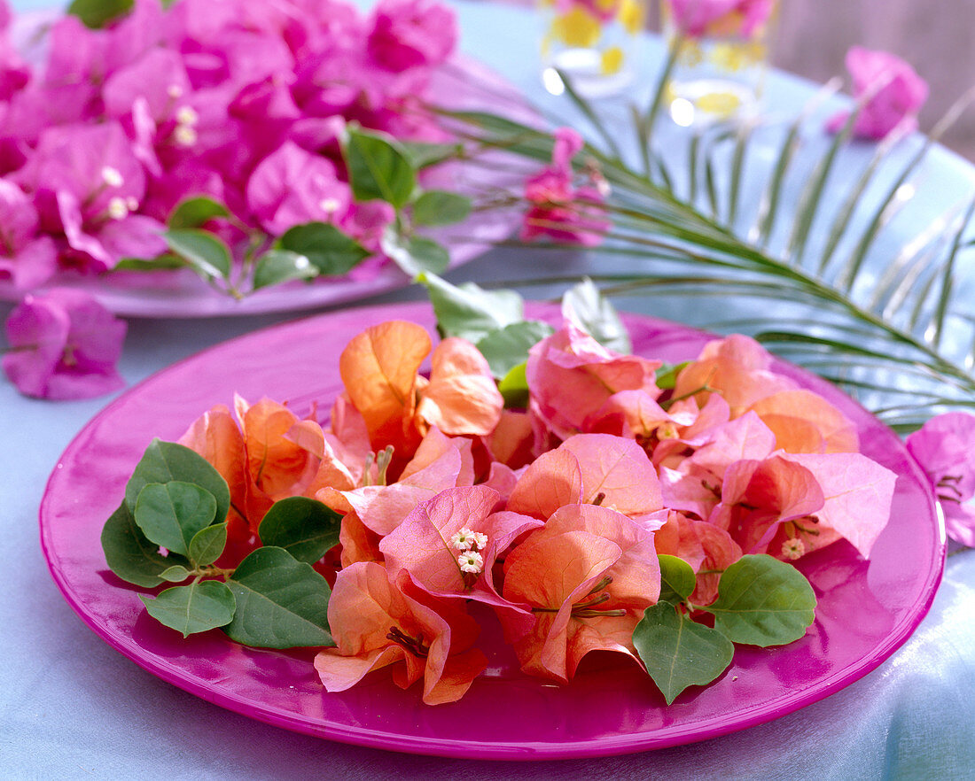 Bougainvillea blossoms and leaves on pink glass plate, Phoenix