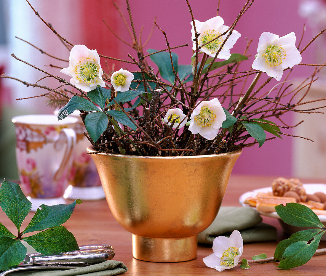 Helleborus niger / Christrosen, Picea / trockene Fichtenzweige, goldene Schale