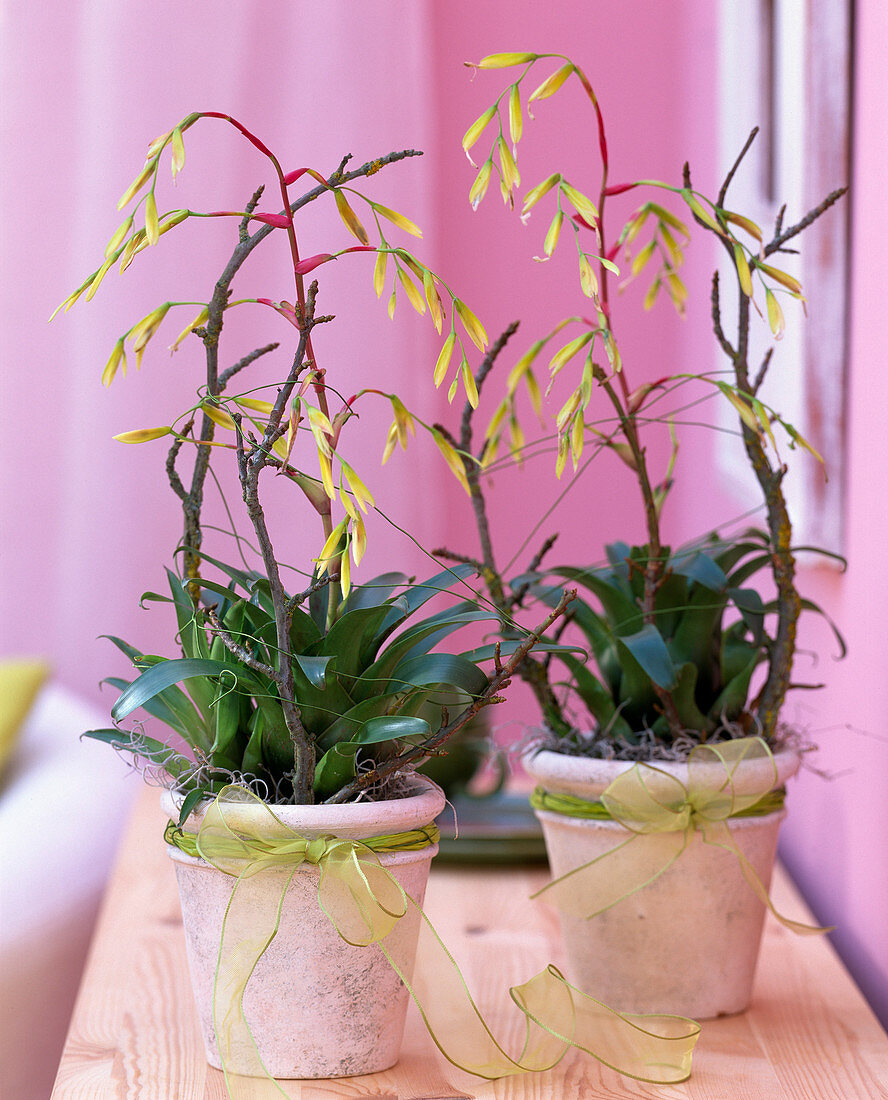 Vriesea Scalaris, with hanging flowers, twigs as support