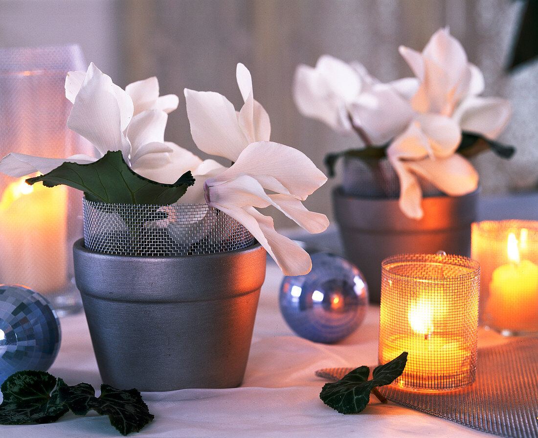 Cyclamen / weiße Alpenveilchenblüten, Kugeln, Windlichter, silberner Topf