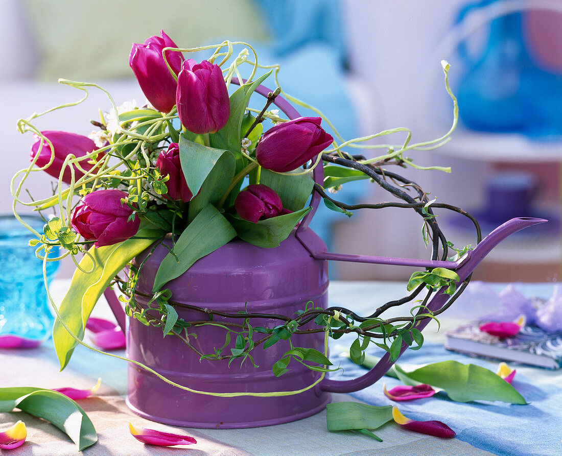 Purple watering can as a vase for Tulipa (tulip) and Salix 'Tortuosa'