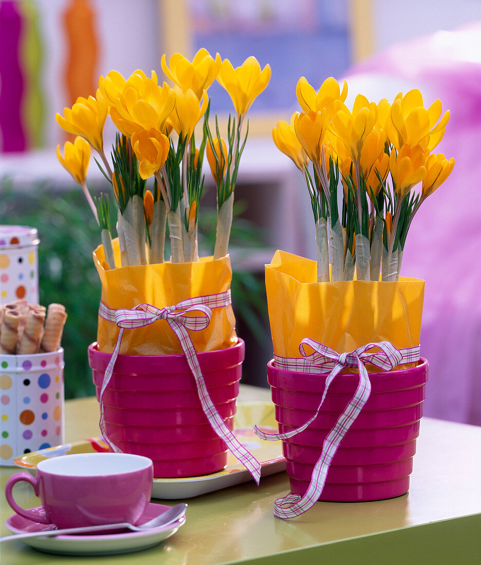 Crocus flavus in pink pots with yellow tissue paper and ribbon
