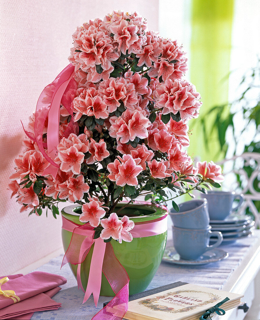 Rhododendron simsii 'Mevr.Gerard Kint' (Azalea Pyramid)