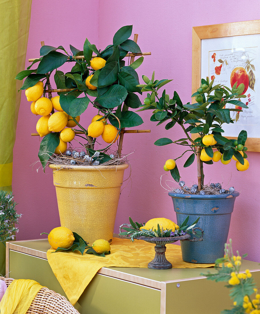 Citrus limon 'Florentina' (lemon)