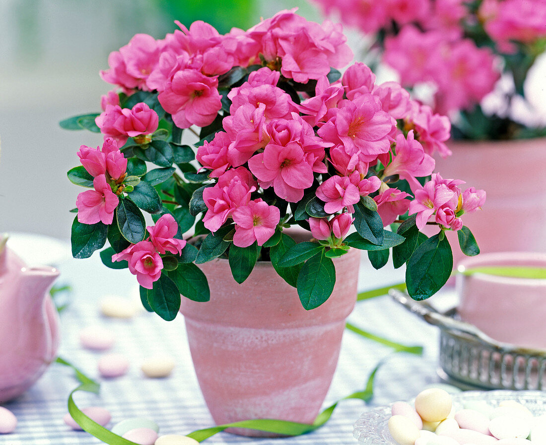 Rhododendron simsii (pinkfarbene, ungefüllte Zimmerazalee)