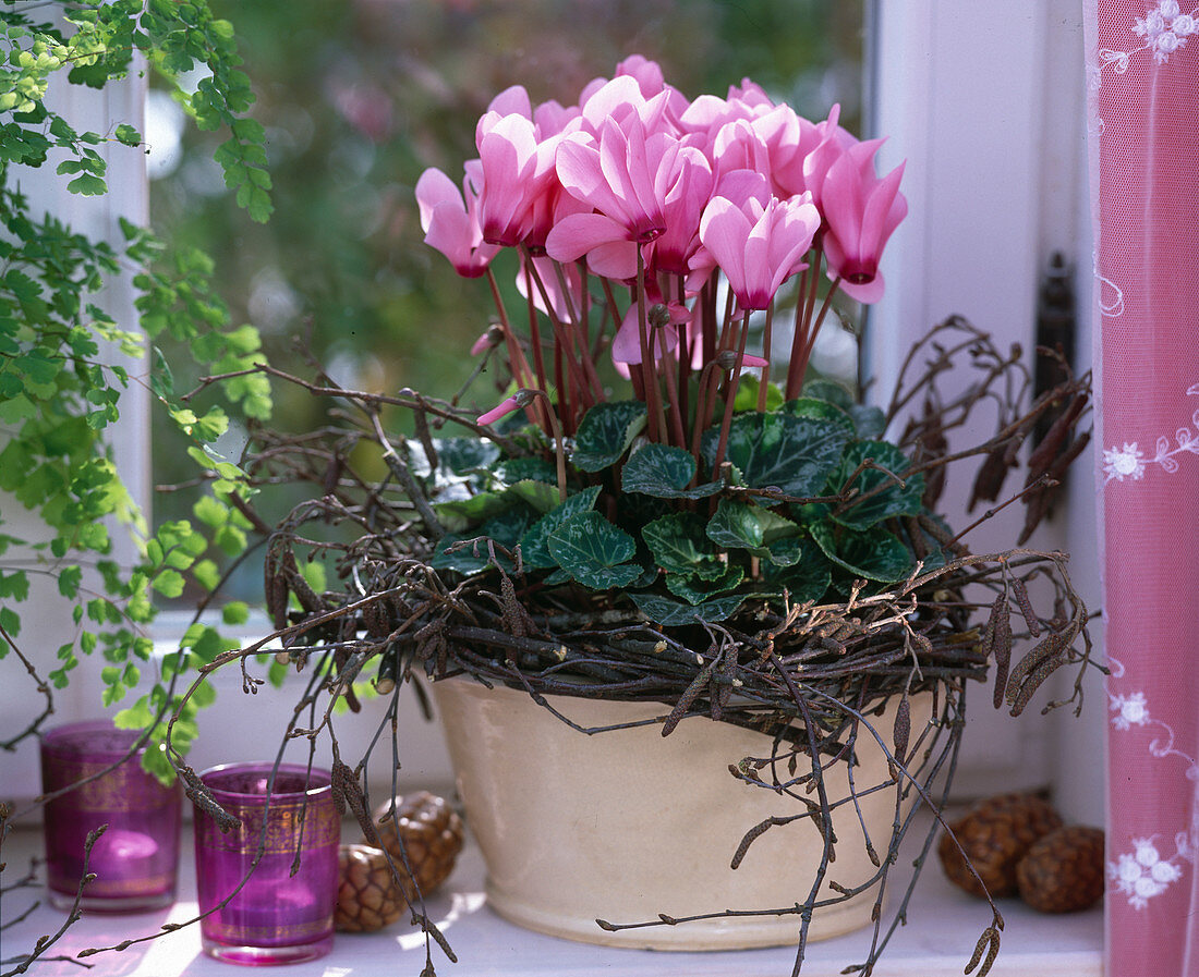 Cyclamen (Alpenveilchen), Betula (Birke)