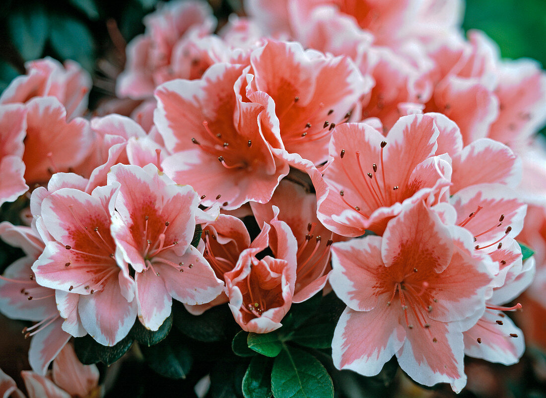 Rhododendron simsii 'Mevr Gerard Kint'